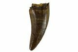 Serrated, Small Theropod (Raptor) Tooth - Montana #113621-1